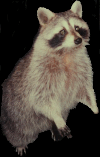 Picture of raccoon: In memory if their favorite pet (1993-2000). She lost her left foor in 1996