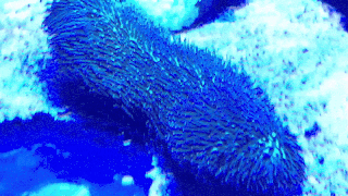Scintillating blue sea slug animation