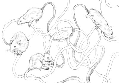 A drawing made by Yi Zhang to illustrate her 'Rat King Game'.