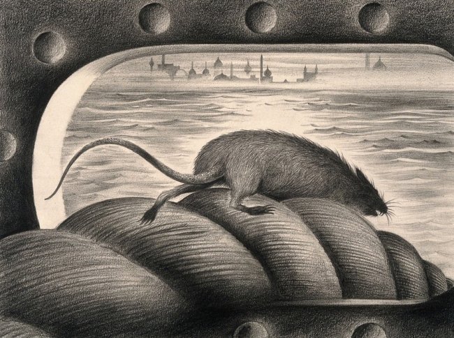 A drawing of a rat walking on the rope of a ship. 
