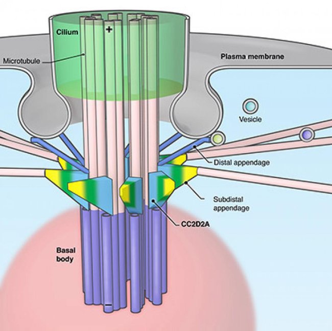 Individual cilia grow from the basal body of a cell with assistance from distal and subdistal appendages